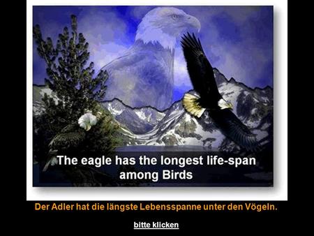 Der Adler hat die längste Lebensspanne unter den Vögeln.