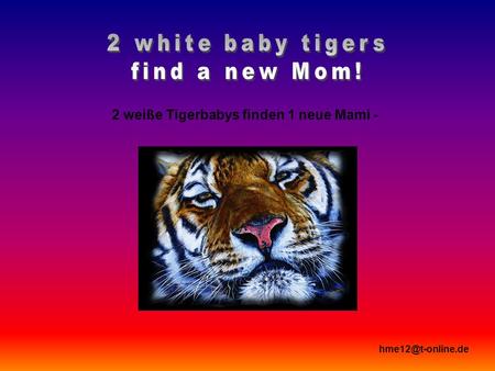 2 weiße Tigerbabys finden 1 neue Mami -