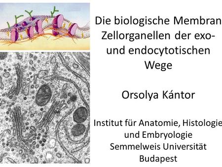 Die biologische Membran Zellorganellen der exo- und endocytotischen Wege Orsolya Kántor Institut für Anatomie, Histologie und Embryologie Semmelweis.