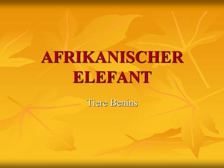 AFRIKANISCHER ELEFANT
