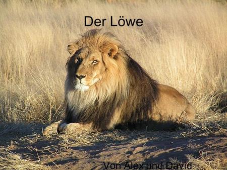 Der Löwe Von Alex und David.