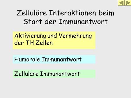 Zelluläre Interaktionen beim Start der Immunantwort