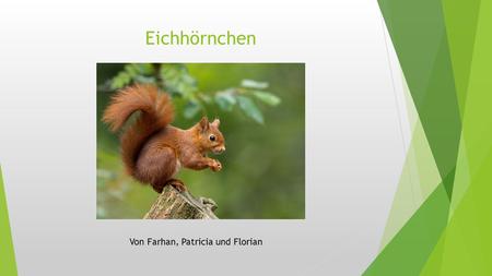 Eichhörnchen Von Farhan, Patricia und Florian.