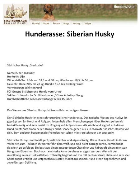 Hunderasse: Siberian Husky Sibirischer Husky: Steckbrief Name: Siberian Husky Herkunft: USA Widerristhöhe: Rüde zw. 53,5 und 60 cm, Hündin zw. 50,5 bis.