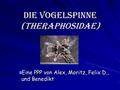 Die Vogelspinne (Theraphosidae) Eine PPP von Alex, Moritz, Felix D., und Benedikt.