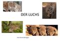 DER LUCHS Von Emilia Ferrigno.