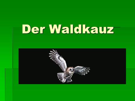 Der Waldkauz.