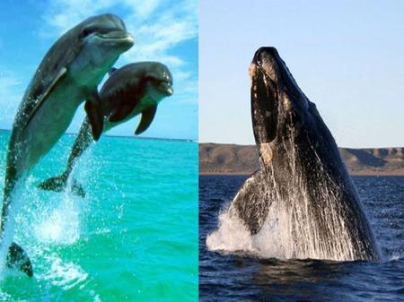 Verständigung und Orientierung von Walen und Delfinen