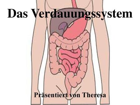 Das Verdauungssystem Präsentiert von Theresa