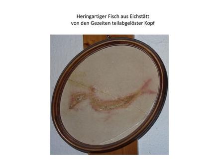Heringartiger Fisch aus Eichstätt von den Gezeiten teilabgelöster Kopf