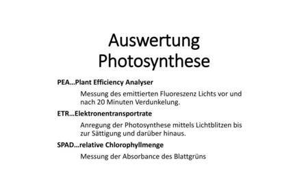 Auswertung Photosynthese