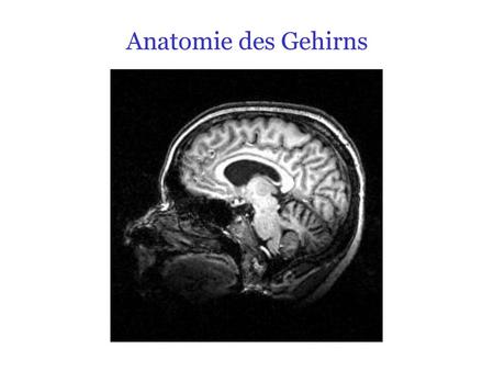 Anatomie des Gehirns.