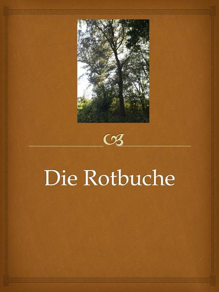 Die Rotbuche.