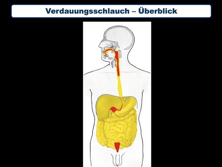 Verdauungsschlauch – Überblick