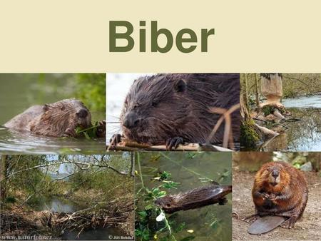 Biber.