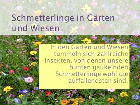 Schmetterlinge in Gärten und Wiesen In den Gärten und Wiesen tummeln sich zahlreiche Insekten, von denen unsere bunten gaukelnden Schmetterlinge wohl die.