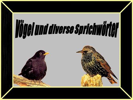 Vögel und diverse Sprichwörter