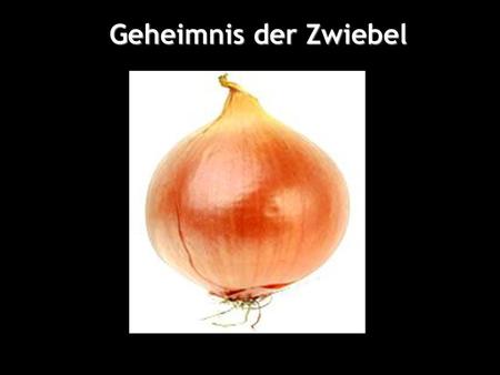Geheimnis der Zwiebel.