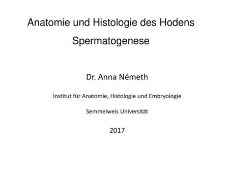 Anatomie und Histologie des Hodens Spermatogenese