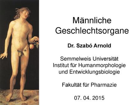Männliche Geschlechtsorgane