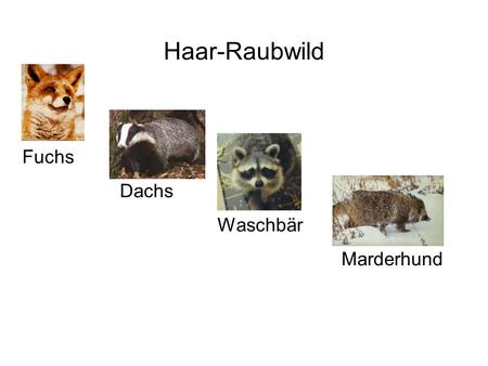 Haar-Raubwild Fuchs Dachs Waschbär Marderhund.