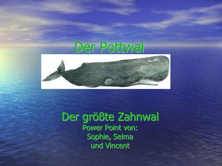Der größte Zahnwal Power Point von: Sophie, Selma und Vincent
