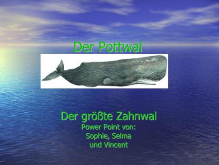 Der größte Zahnwal Power Point von: Sophie, Selma und Vincent