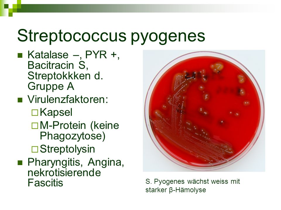 Стрептококки у женщин лечение. Streptococcus pyogenes на жидкой среде. Стрептококк пиогенес на кровяном агаре. Стрептококк пиогенес (Streptococcus pyogenes.