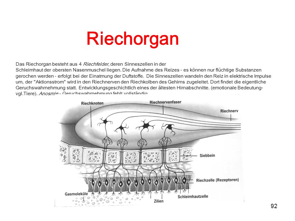 Riechorgan Das Riechorgan besteht aus 4 Riechfelder, deren Sinneszellen in der.