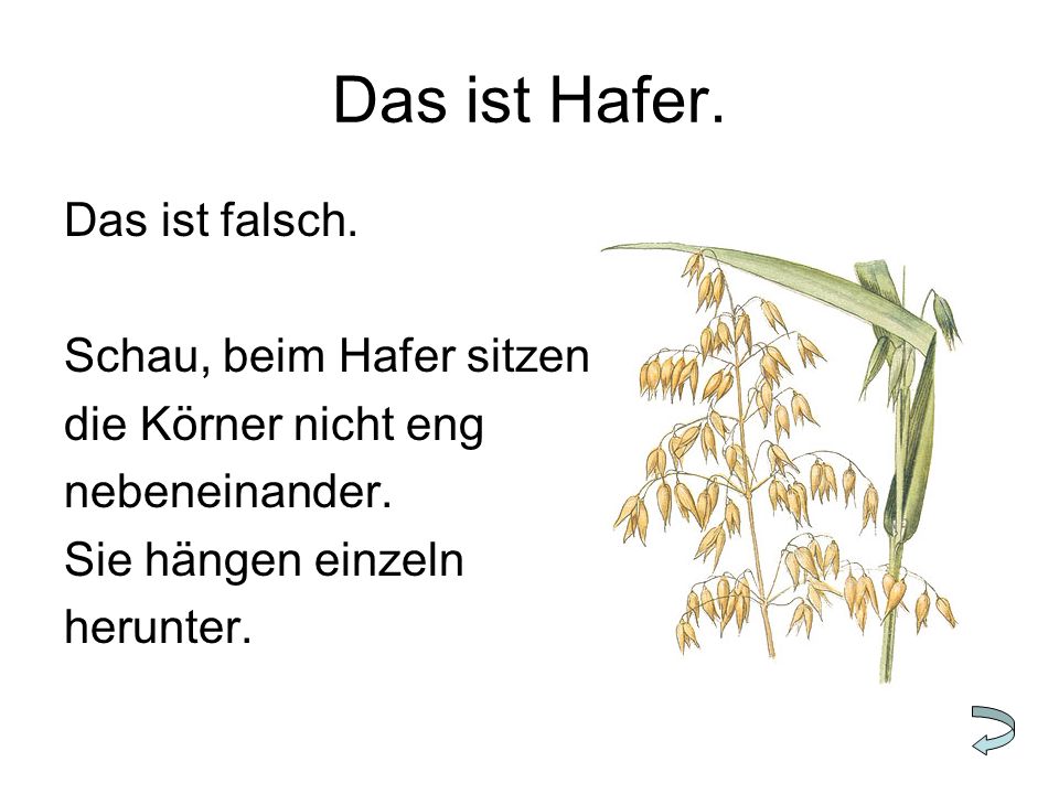 Das ist Hafer. Das ist falsch. Schau, beim Hafer sitzen