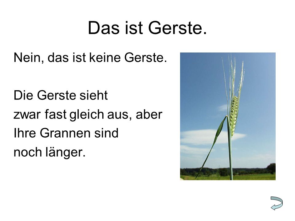 Das ist Gerste. Nein, das ist keine Gerste. Die Gerste sieht