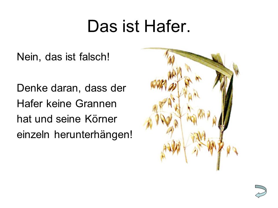 Das ist Hafer. Nein, das ist falsch! Denke daran, dass der