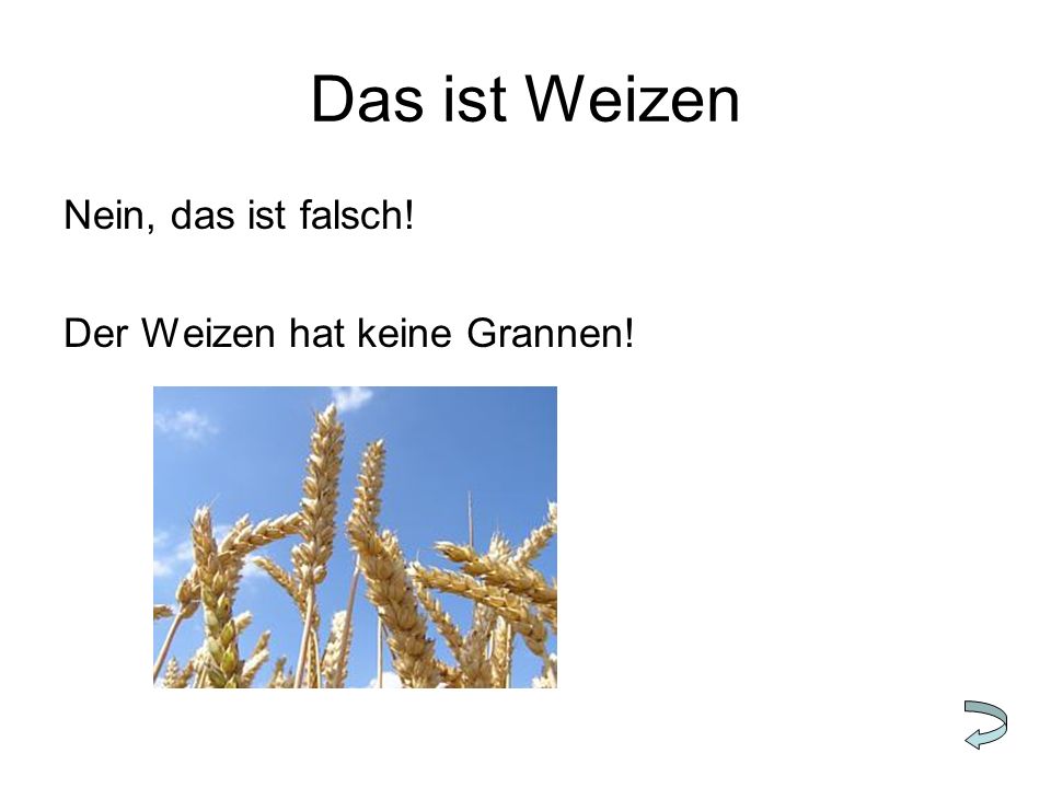 Das ist Weizen Nein, das ist falsch! Der Weizen hat keine Grannen!