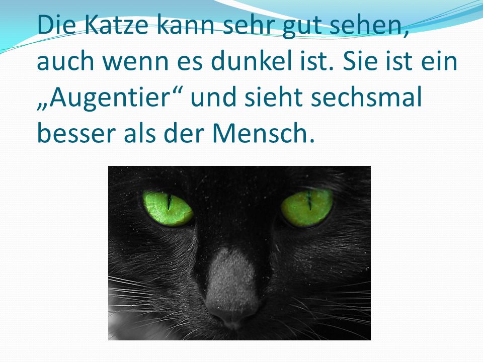 Die Katze kann sehr gut sehen, auch wenn es dunkel ist