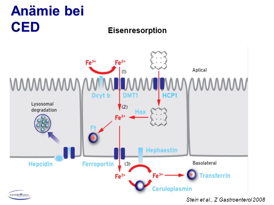 Anämie bei CED Eisenresorption Stein et al., Z Gastroenterol 2008
