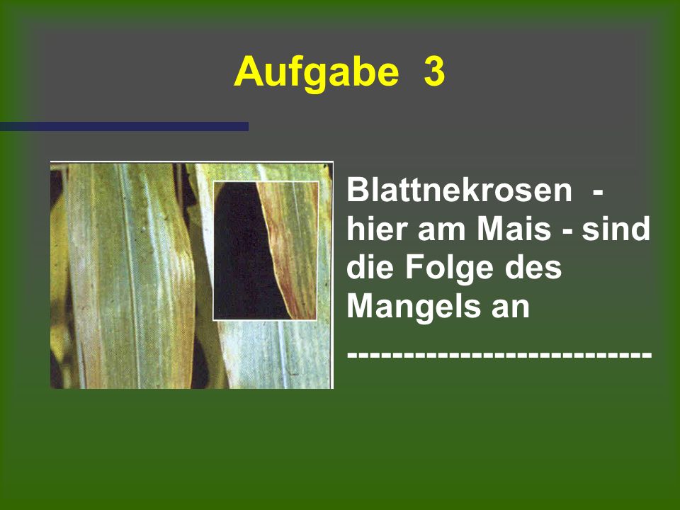 Aufgabe 3 Blattnekrosen - hier am Mais - sind die Folge des Mangels an