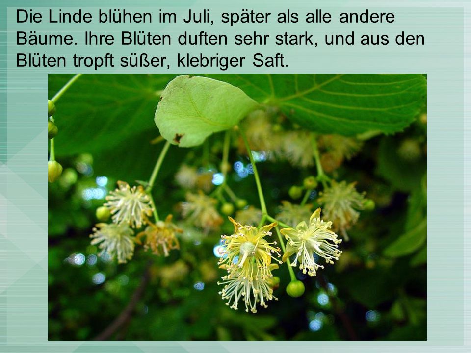Die Linde blühen im Juli, später als alle andere Bäume