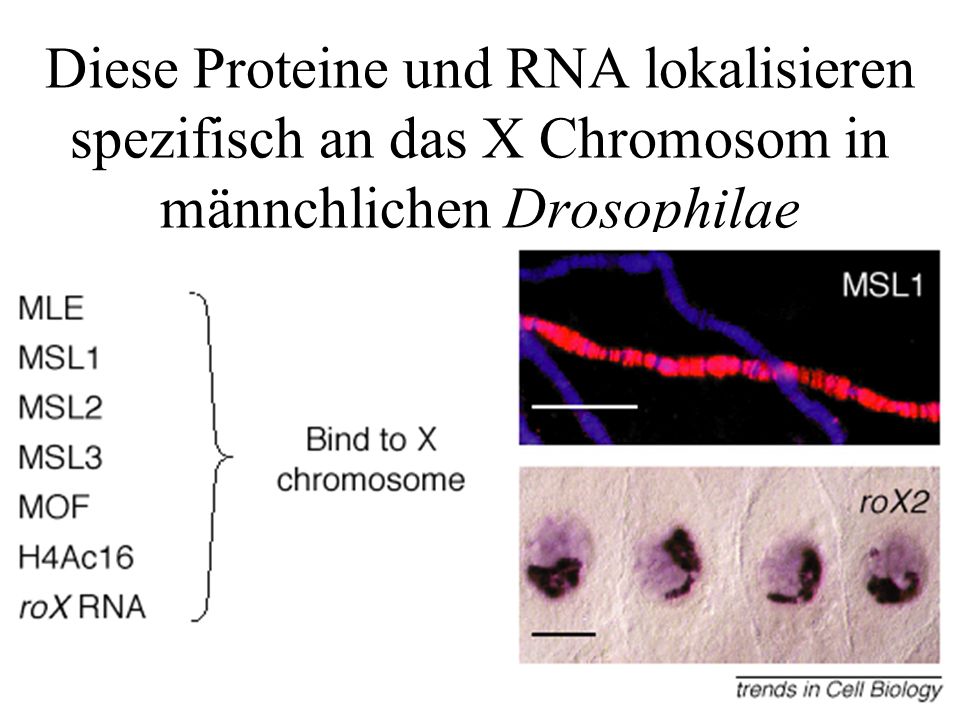 Diese Proteine und RNA lokalisieren spezifisch an das X Chromosom in männchlichen Drosophilae