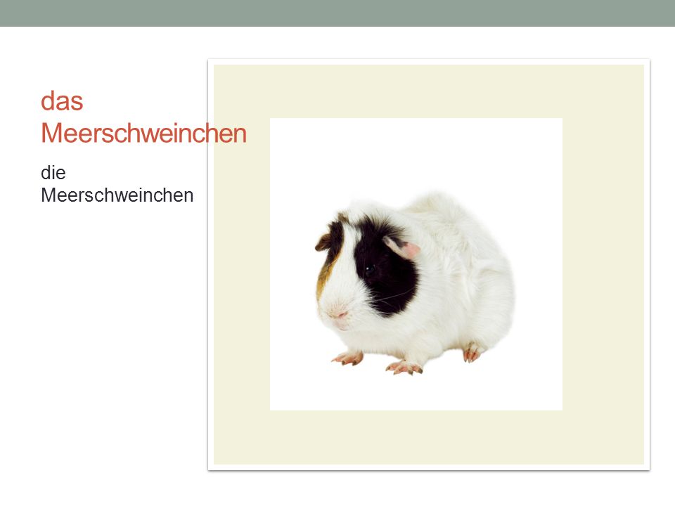 das Meerschweinchen die Meerschweinchen