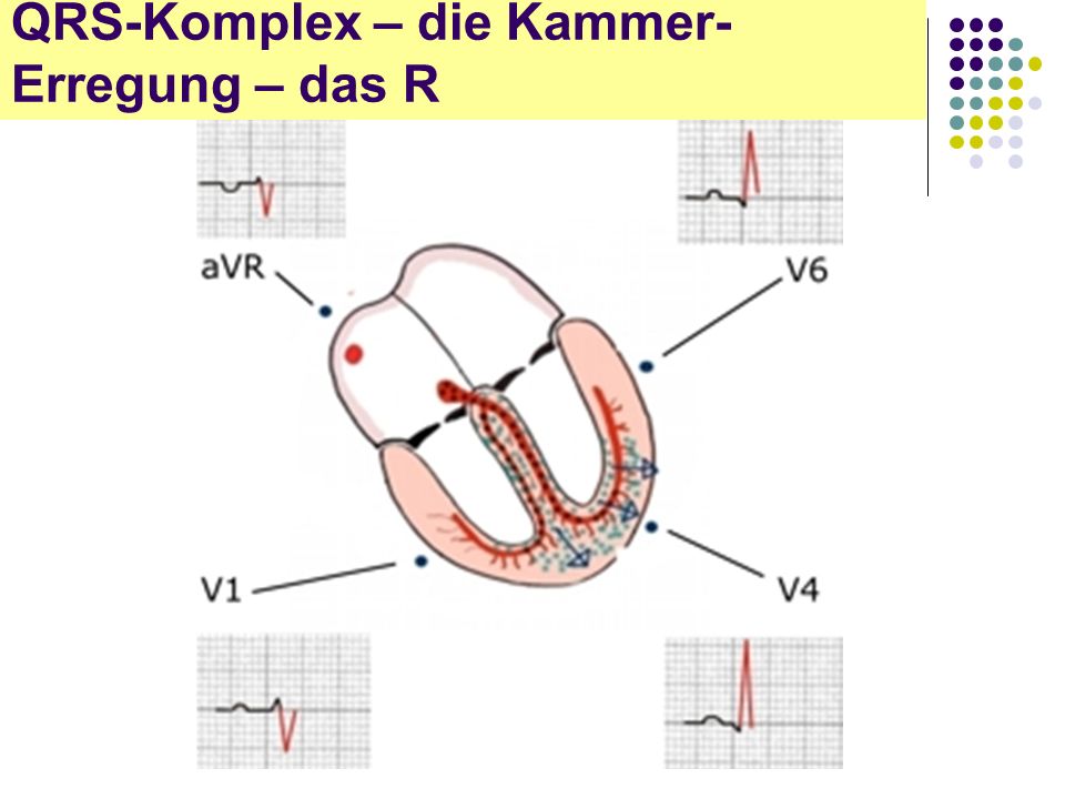 QRS-Komplex – die Kammer-Erregung – das R