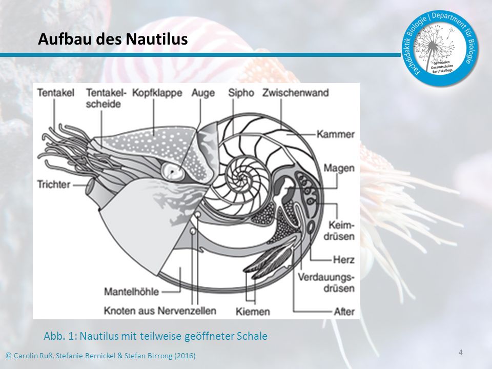 Aufbau des Nautilus Abb. 1: Nautilus mit teilweise geöffneter Schale