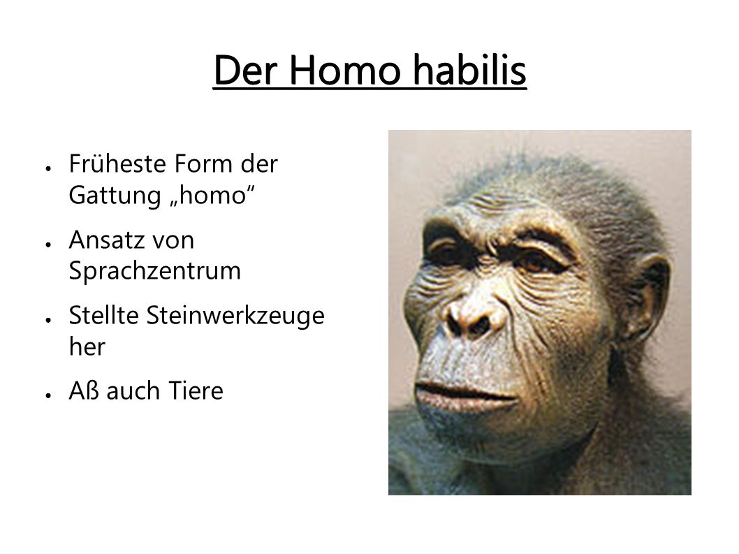 Der Homo habilis Früheste Form der Gattung „homo