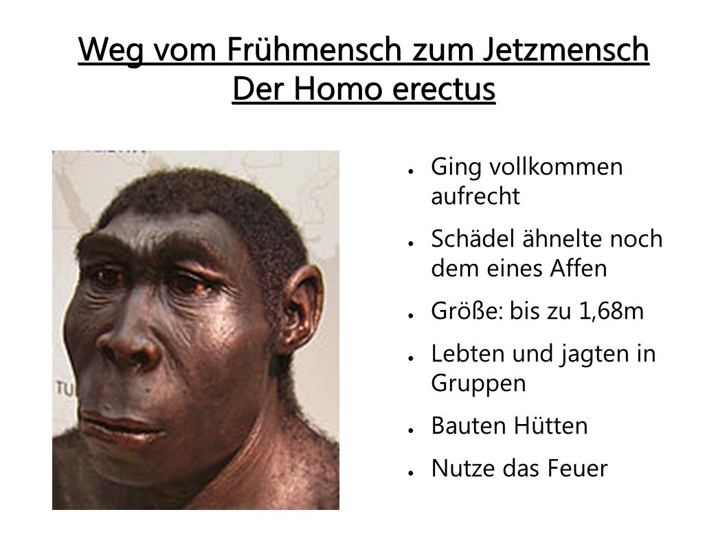 Weg vom Frühmensch zum Jetzmensch Der Homo erectus