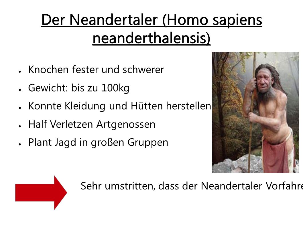 Der Neandertaler (Homo sapiens neanderthalensis)