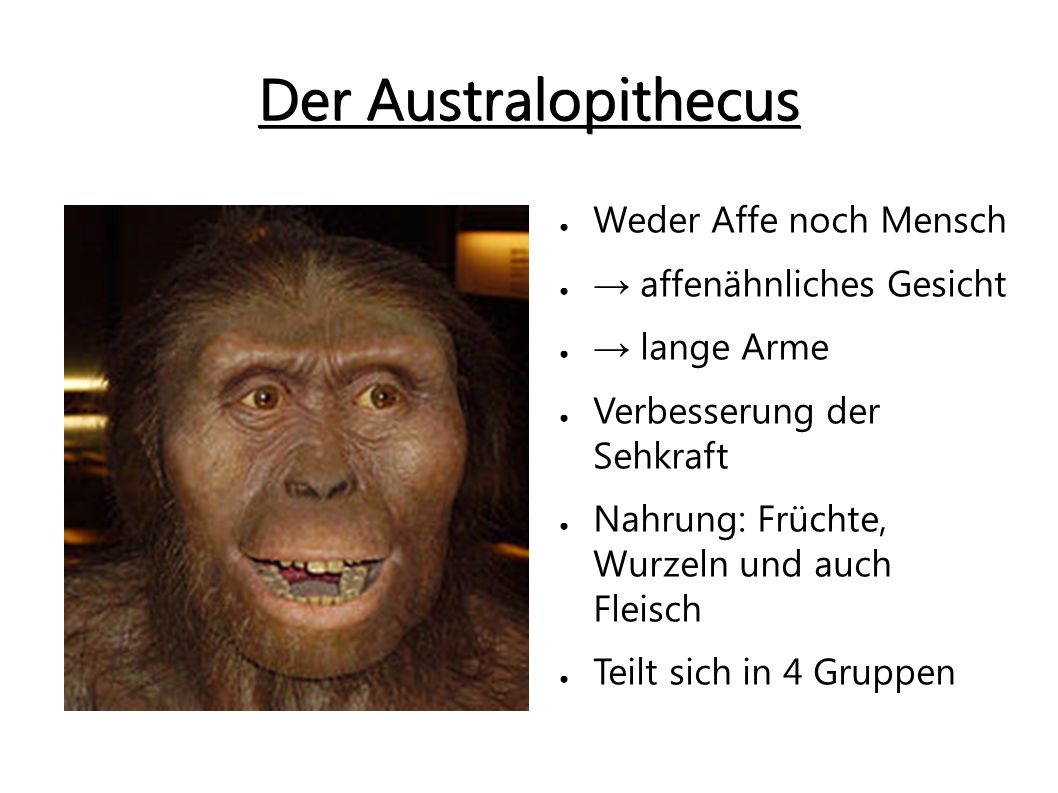 Der Australopithecus Weder Affe noch Mensch → affenähnliches Gesicht