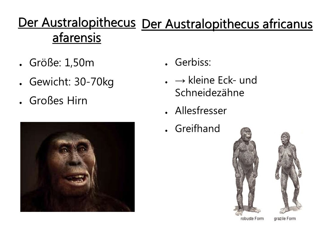 Der Australopithecus afarensis