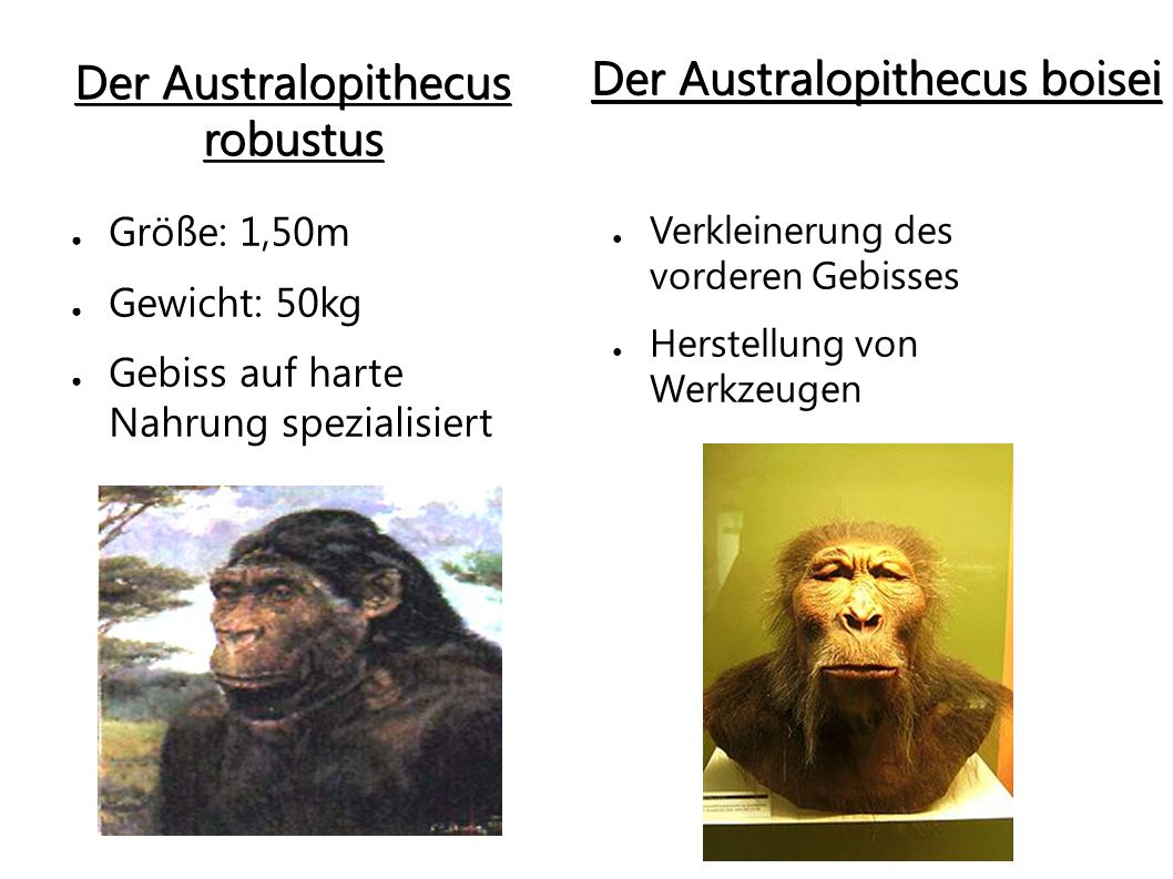 Der Australopithecus robustus