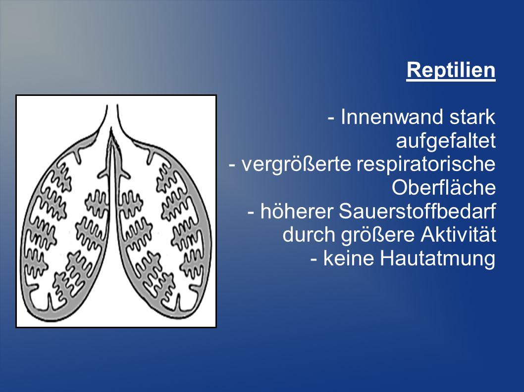 Reptilien - Innenwand stark. aufgefaltet. - vergrößerte respiratorische. Oberfläche. - höherer Sauerstoffbedarf.