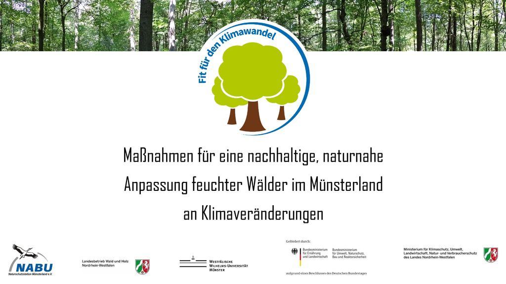 Maßnahmen für eine nachhaltige, naturnahe Anpassung feuchter Wälder im Münsterland an Klimaveränderungen