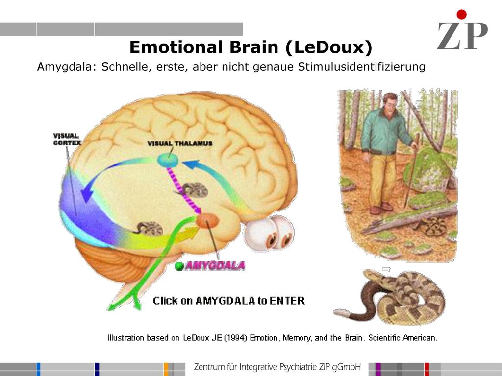 Emotional Brain (LeDoux)